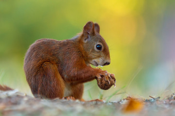 Naklejka na ściany i meble Red Squirrel - Sciurus vulgaris