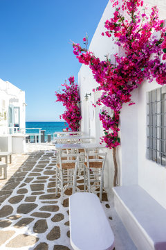 Fototapeta Typisch weiße Gasse mit Oleander Blumen auf einer Kykladen Insel in Griechenland im Sommer