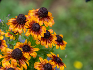 Rudbeckia hirta 'capuccino' - Rudbeckies hérissées 'Capuccino' aux grandes ligules jaunes orangées maculées de rouge brun rouillé avec un coeur brun café