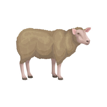 Detailed flat vector icon of young sheep. Domestic animal with brown woolly coat, pink face and legs. Livestock farming