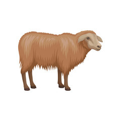 Flat vector icon of cute young sheep. Domestic animal with long brown wool. Livestock farming. Farm creature