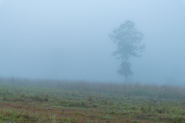 Obraz na płótnie Canvas Misty morning and a lonely tree in a grassland of wildlife conservation park in Thailand