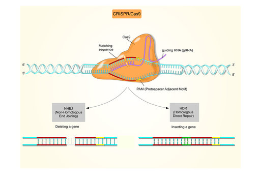 CRISPR/Cas9 biotechnology to edit genes