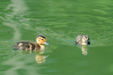 Couple of young Mallard ducklings