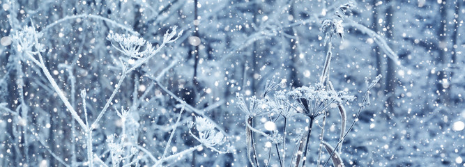 Winter landscape with frozen dried flowers in winter snowy forest . Selective focus