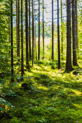 View of trees from inside a forest