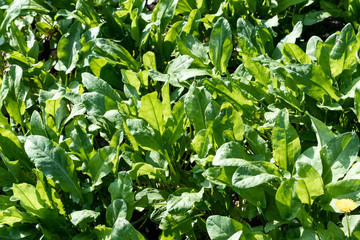 Obraz premium Sorrel grows in the garden, lettuce, vegetarian background.