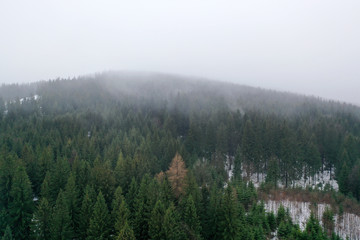 Moody winter foggy forest