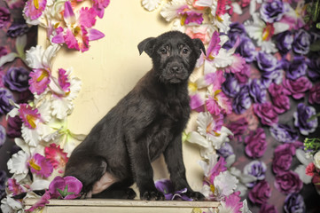 black puppy on a background of flowers in the studio