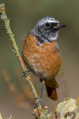 Male Common Redstart (Phoenicurus phoenicurus)