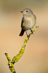 Common Redstart (Phoenicurus phoenicurus) female