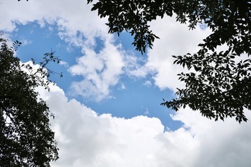 緑と夏の空　とちぎ