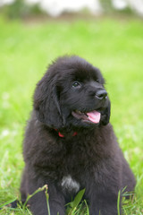 Fototapeta premium little cute newfoundland puppy