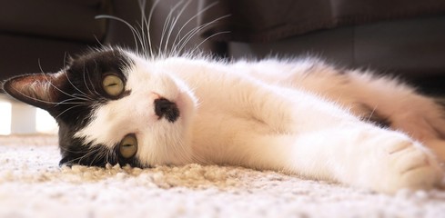 Black and white cat relaxing
