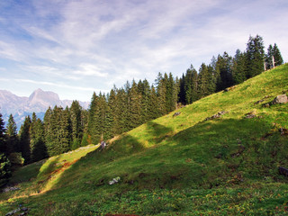 Evergreen trees on the plateau beneath the mountain ranges Churfirsten - Canton of St. Gallen,...