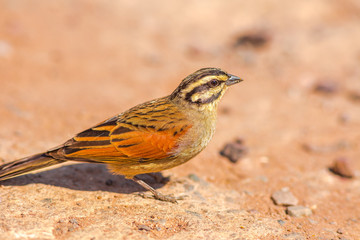 Cape Bunting on the ground in Kruger National Park, South Africa. A little sparrow with striped head. Emberiza Capensis species of Emberizidae family.