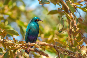 Cape starling on a tree in Kruger National Park, South Africa. Red-shouldered glossy-starling or Cape glossy starling. Lamprotornis nitens species.