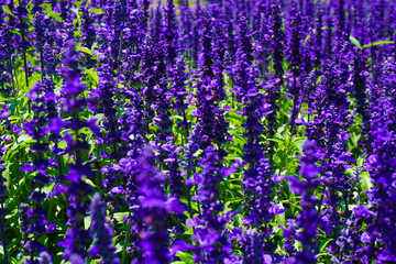 a salvia victoria blue flower with purple or violet color in park with macro or close up - photo