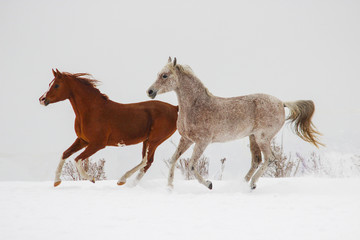 Obraz na płótnie Canvas horse family champions purebred arab breed galloping in winter