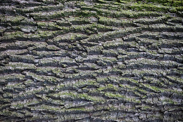 old oak bark texture