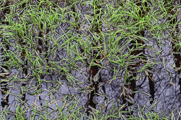 Totes Moor - Gräser im Entwässerungsgraben, Deutschland