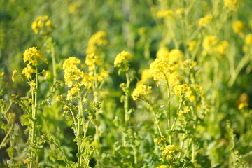 浜離宮庭園の花