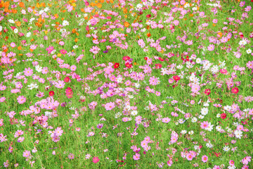 Colorful multicolored cosmos bipinnatus flowers field blooming in garden  background ( Mexican Aster  )