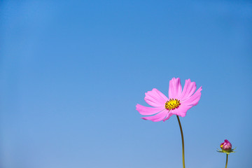 Colorful pink cosmos bipinnatus flowers blooming on vivid blue sky background and space