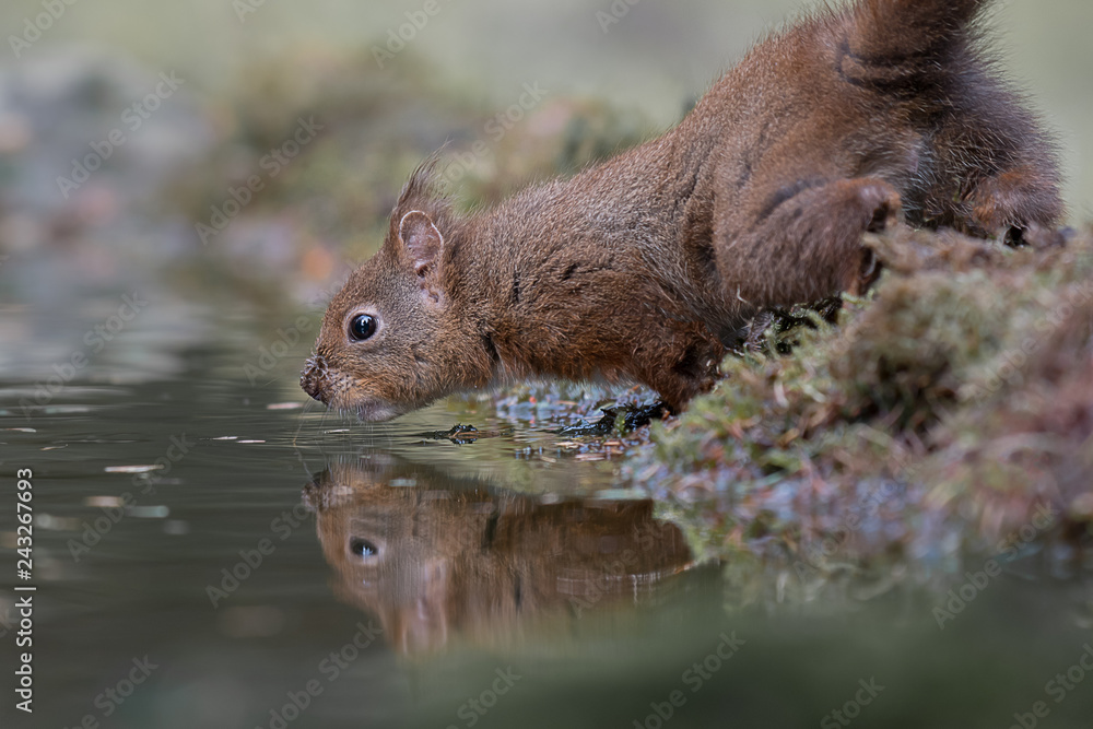 Poster a close up of a red squirrel by the waters edge taking a drink with its reflection in the water. tak