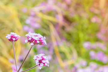 Selective focus of pink flowers with defocused background