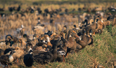 Geese Sitting In The Agricultural Field