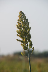 Close Up Of Single Millet Crop