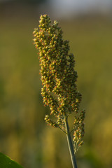 Close Up Of Single Millet Crop