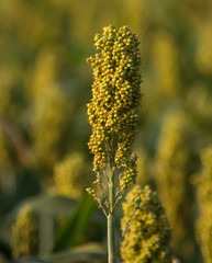 Close Up Of Single Millet Crop
