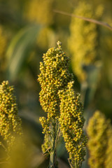Close Up Of Millet Crop