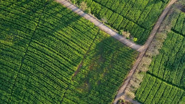 Aerial view over countryside road junction in green corn fields. Rural scene with cultivated land. Geometric shapes of agricultural parcels landscape. Nature and agriculture. 4K video shot from drone.