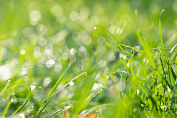 Fototapeta premium Fresh morning dew on spring grass