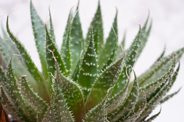 Mini succulent garden on a white marble background