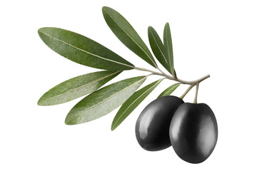 Olive branch with two black olives, isolated on white background