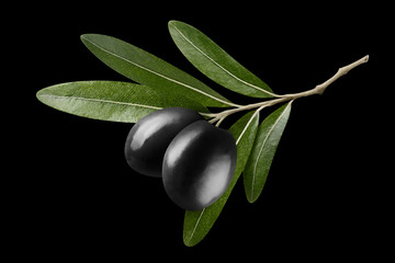 Obraz na płótnie Canvas Olive branch with two black olives, isolated on black background