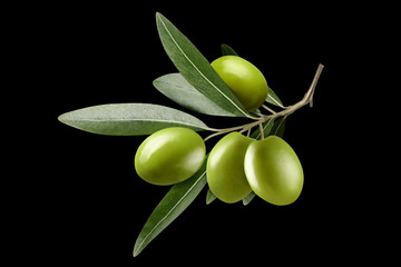Olive branch with green olives, isolated on black background