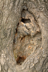 Fototapeta premium dry tree bark in the wild