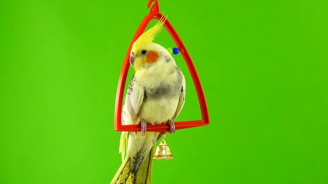Corella parrot isolated on green screen