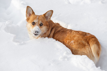 Dog Welsh Corgi cardigan in the winter in the snow