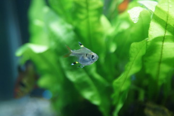 バルーンプリステラ