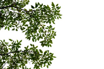 Tropical tree leaves with branches on white isolated background for green foliage backdrop 