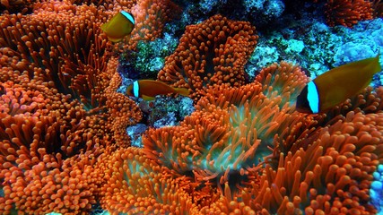 Naklejka na ściany i meble Sea anemone and anemone-fish, Clownfish in Yonaguni island, Okinawa
