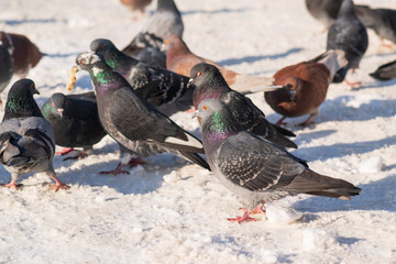 pigeons in the snow eat crumbs in the winter park
