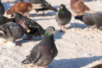 pigeons in the snow eat crumbs in the winter park. selective focus. Closeup portrait of a pigeon.