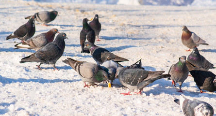 Obraz premium pigeons in the snow eat crumbs in the winter park